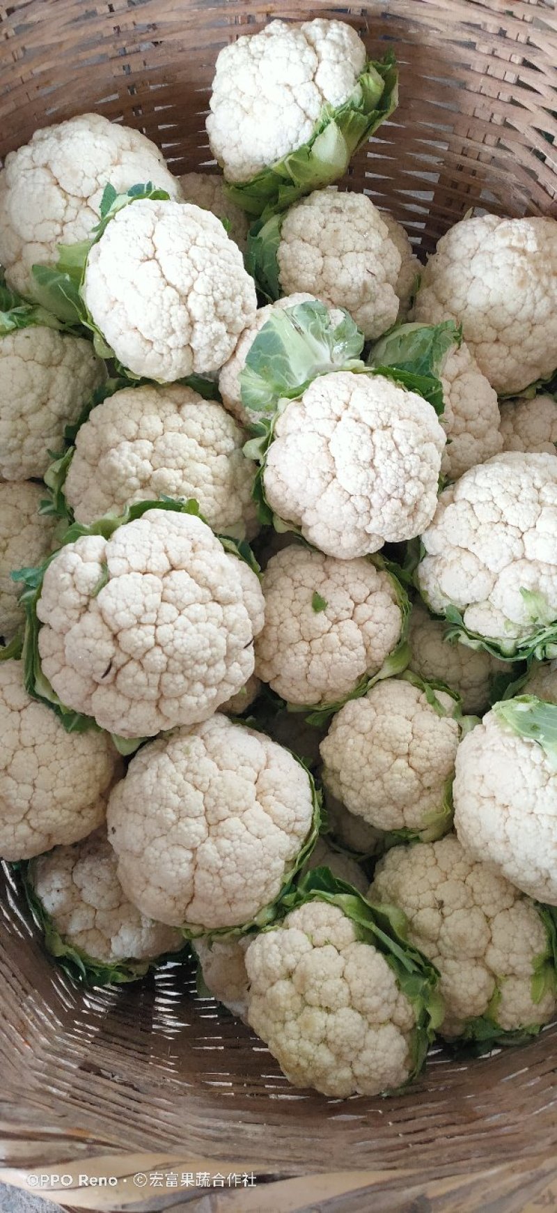 紧密型白花菜2～3斤花色亮白保质保量《诚信互赢代发全国》