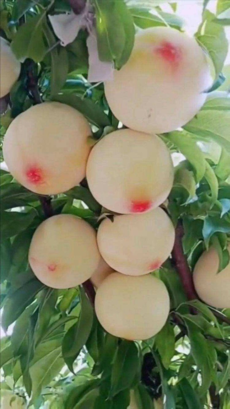 嫁接美人醉李子树苗南方北方种植特大早熟晚熟无核蜂糖当年结