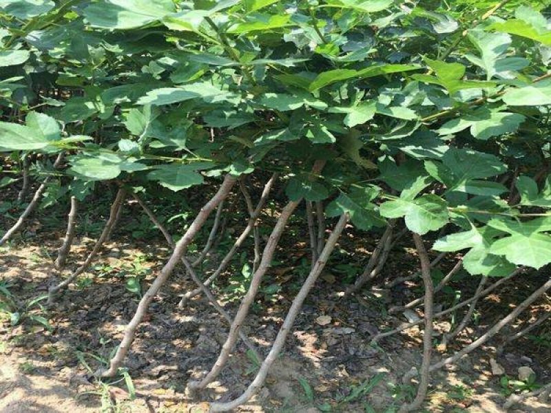 嫁接美人醉李子树苗南方北方种植特大早熟晚熟无核蜂糖当年结