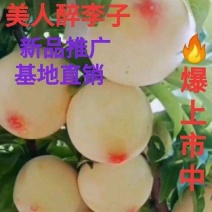 嫁接美人醉李子树苗南方北方种植特大早熟晚熟无核蜂糖当年结