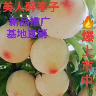 嫁接美人醉李子树苗南方北方种植特大早熟晚熟无核蜂糖当年结