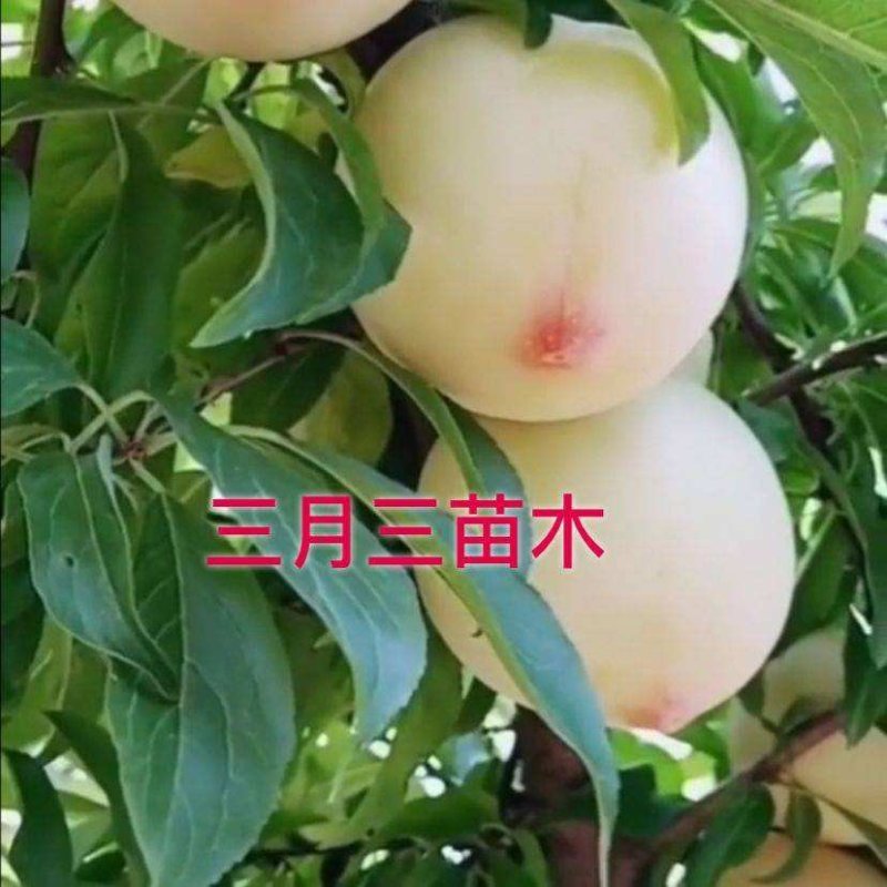 嫁接美人醉李子树苗南方北方种植特大早熟晚熟无核蜂糖当年结