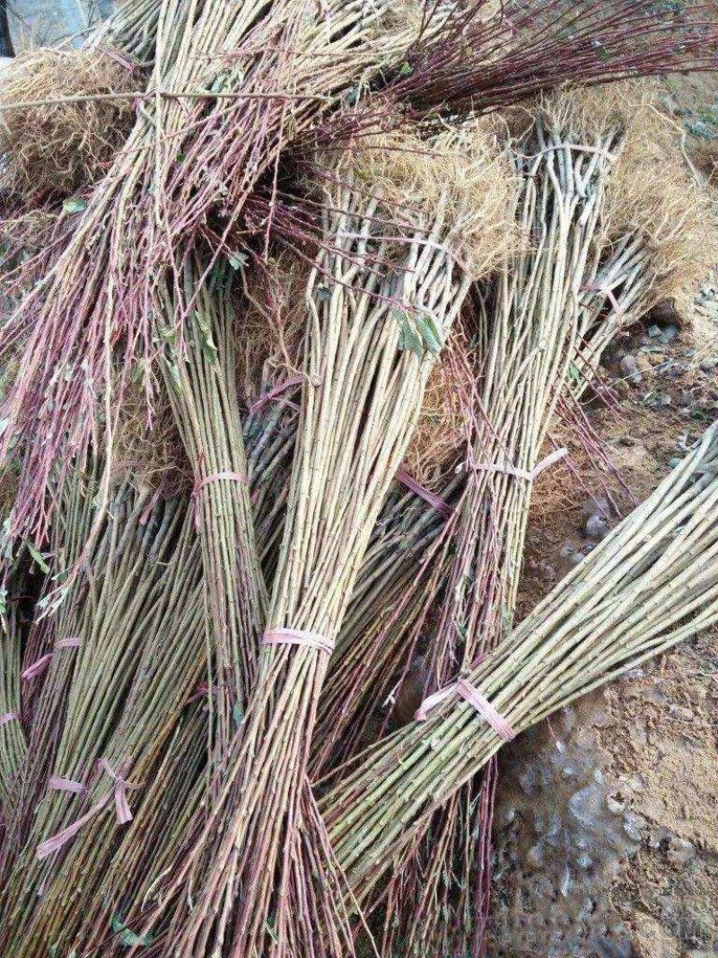 嫁接美人醉李子树苗南方北方种植特大早熟晚熟无核蜂糖当年结