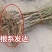 木姜子树苗山胡椒花椒苗当年结果野花椒香料带土球发货买多优