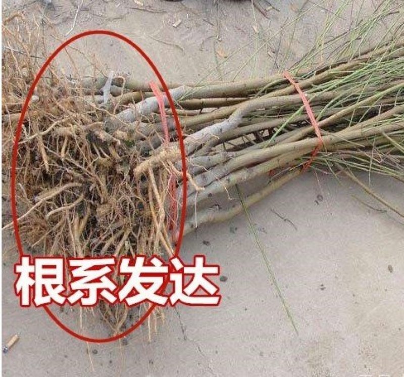 木姜子树苗山胡椒花椒苗当年结果野花椒香料带土球发货买多优