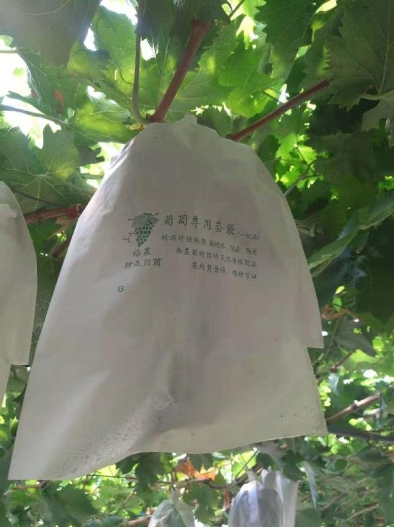 水果套袋规格齐全，防虫防菌防鸟，厂家直销，质量保证！