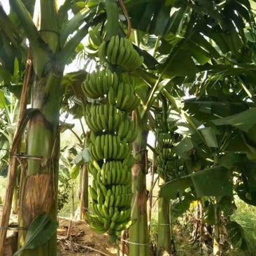 香蕉苗出售各品种的香蕉苗，量大从优欢迎下单选购