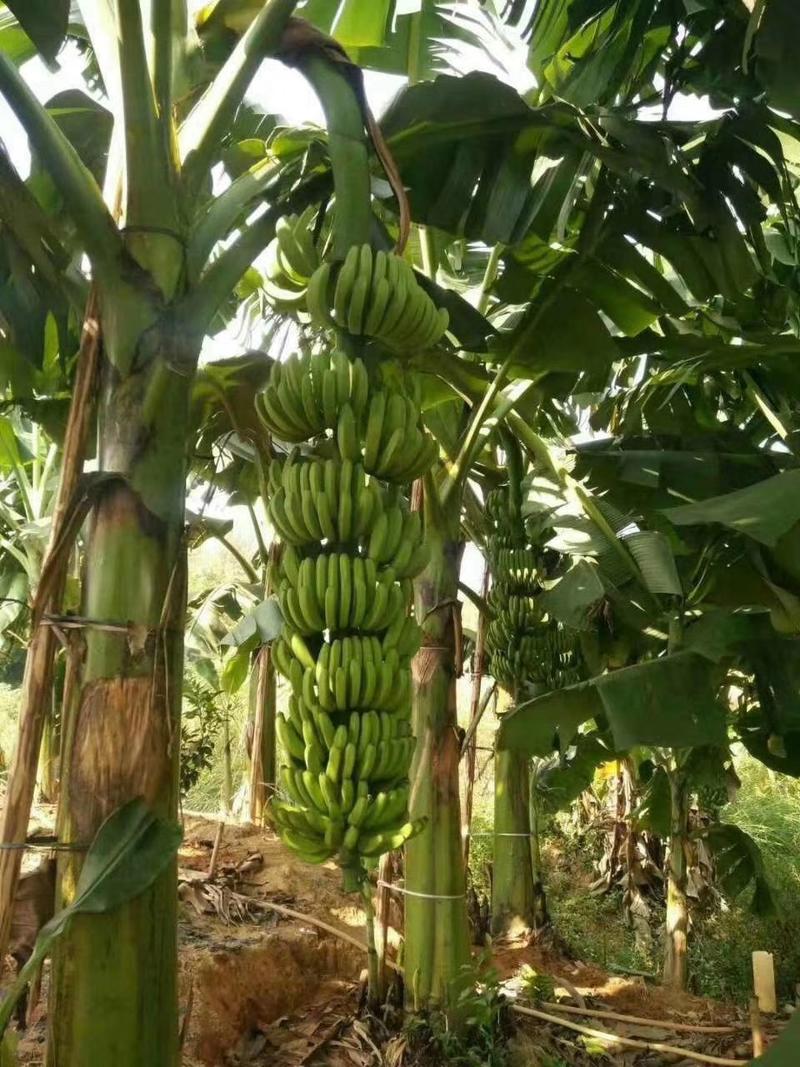 香蕉苗出售各品种的香蕉苗，量大从优欢迎下单选购