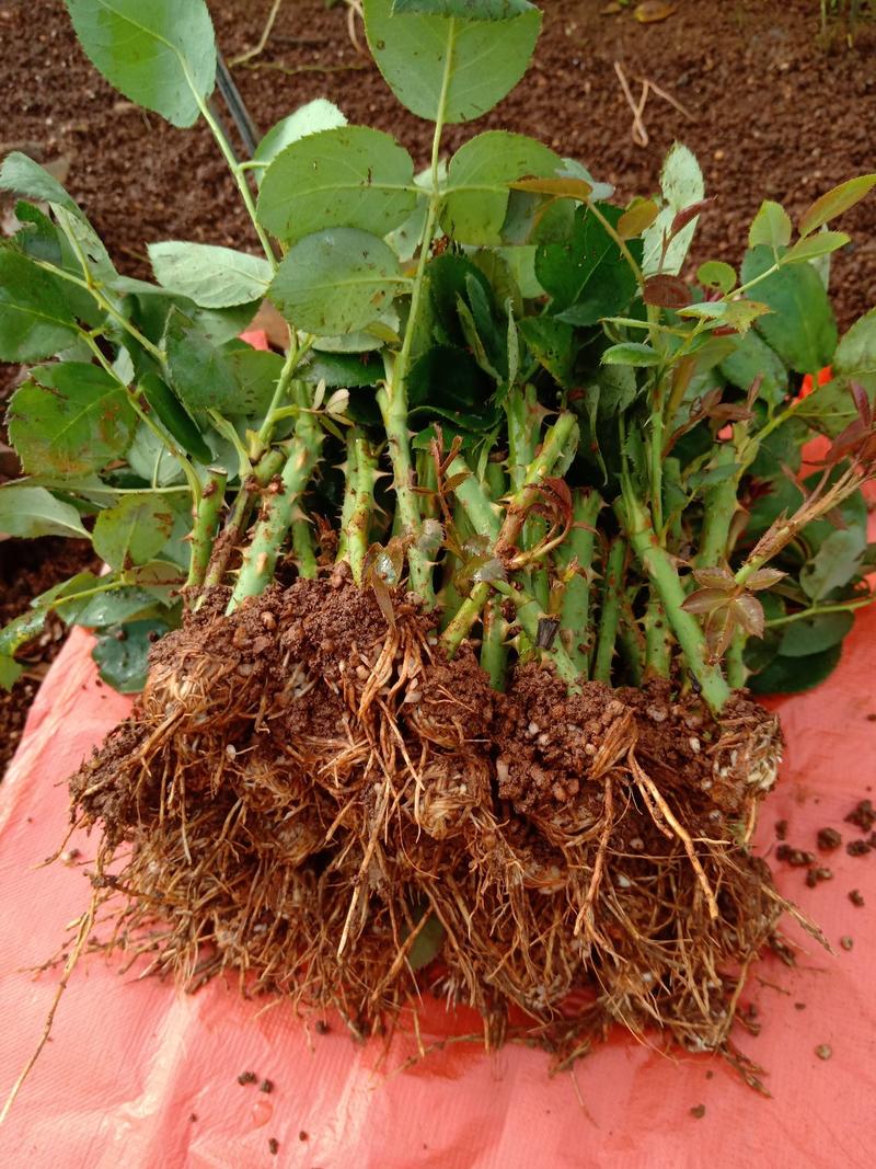 月季苗品种可以随意搭配根系发达，叶水清秀，量大从优