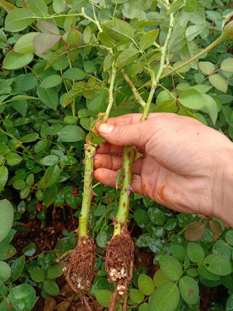 月季苗品种可以随意搭配根系发达，叶水清秀，量大从优