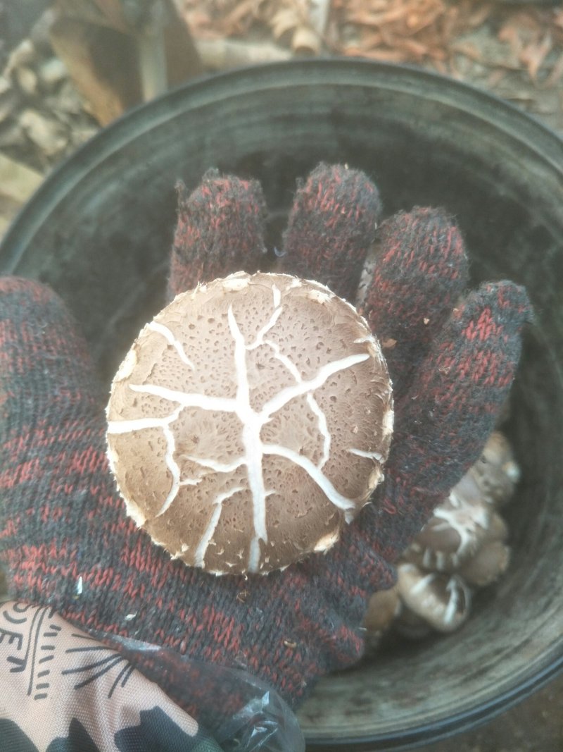 出售香菇出菇菌棒19*58/18.60
