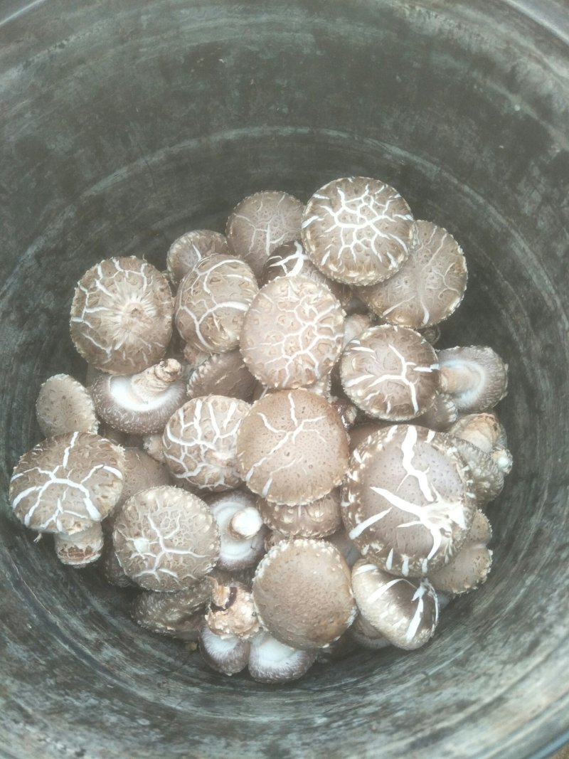 出售香菇出菇菌棒19*58/18.60