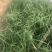 旱伞草,全国发货,一手货源,大量水生植物