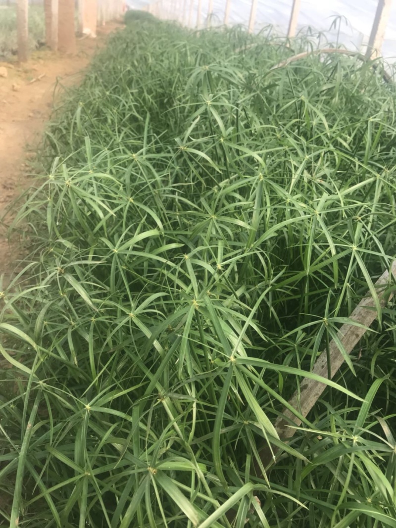 旱伞草，全国发货，一手货源，大量水生植物