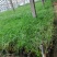 旱伞草,全国发货,一手货源,大量水生植物