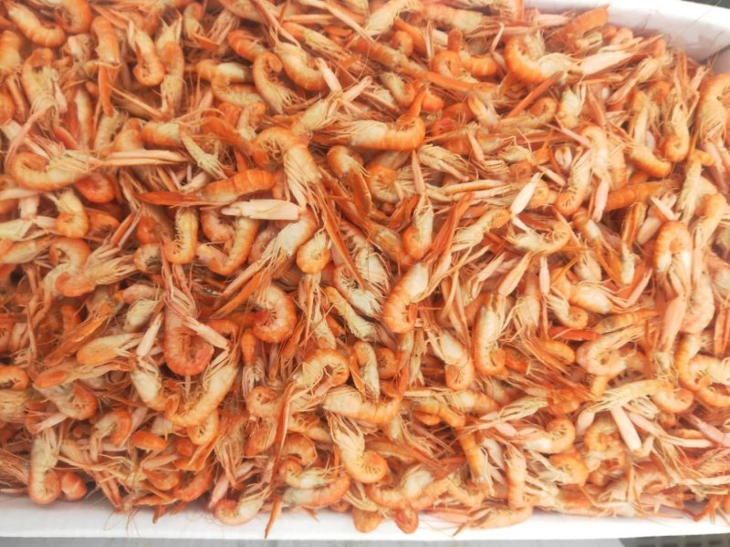 干货山东渤海爪虾，狗虾，海虾大量批发，淡干