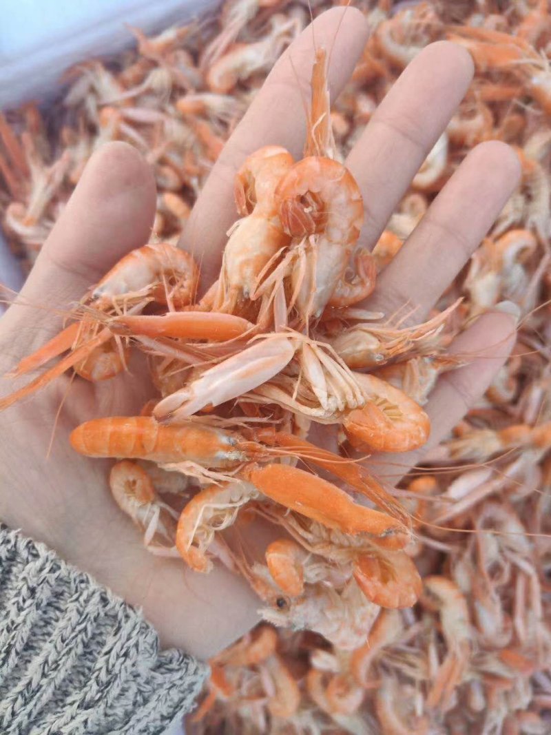 干货山东渤海爪虾，狗虾，海虾大量批发，淡干