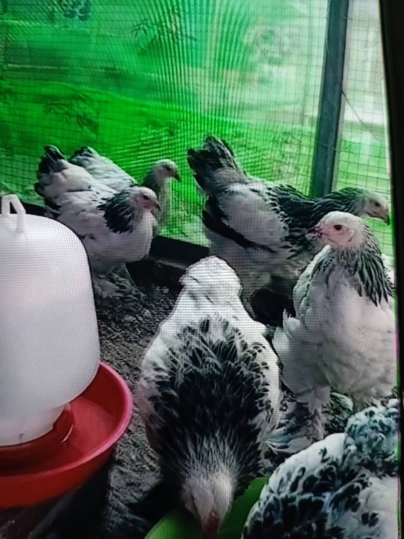 梵天大体型婆罗门鸡，婆罗门鸡。婆罗门鸡苗和成年种鸡