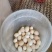 梵天大体型婆罗门鸡，婆罗门鸡。婆罗门鸡苗和成年种鸡