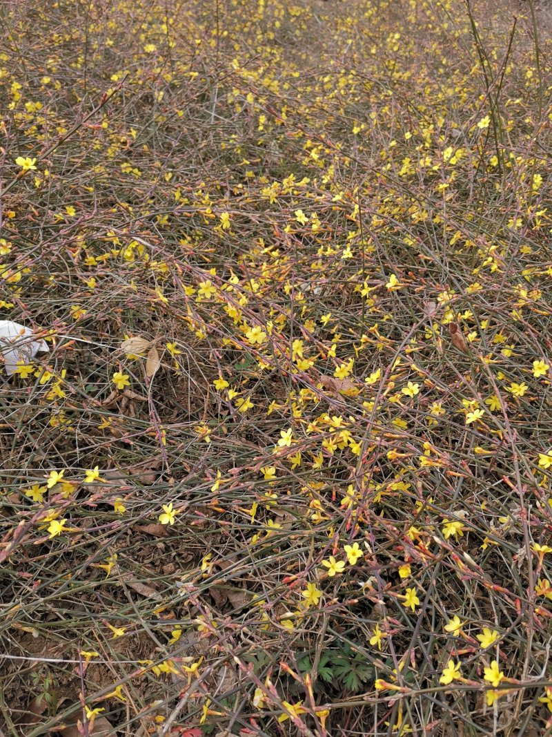 迎春花苗40~50cm