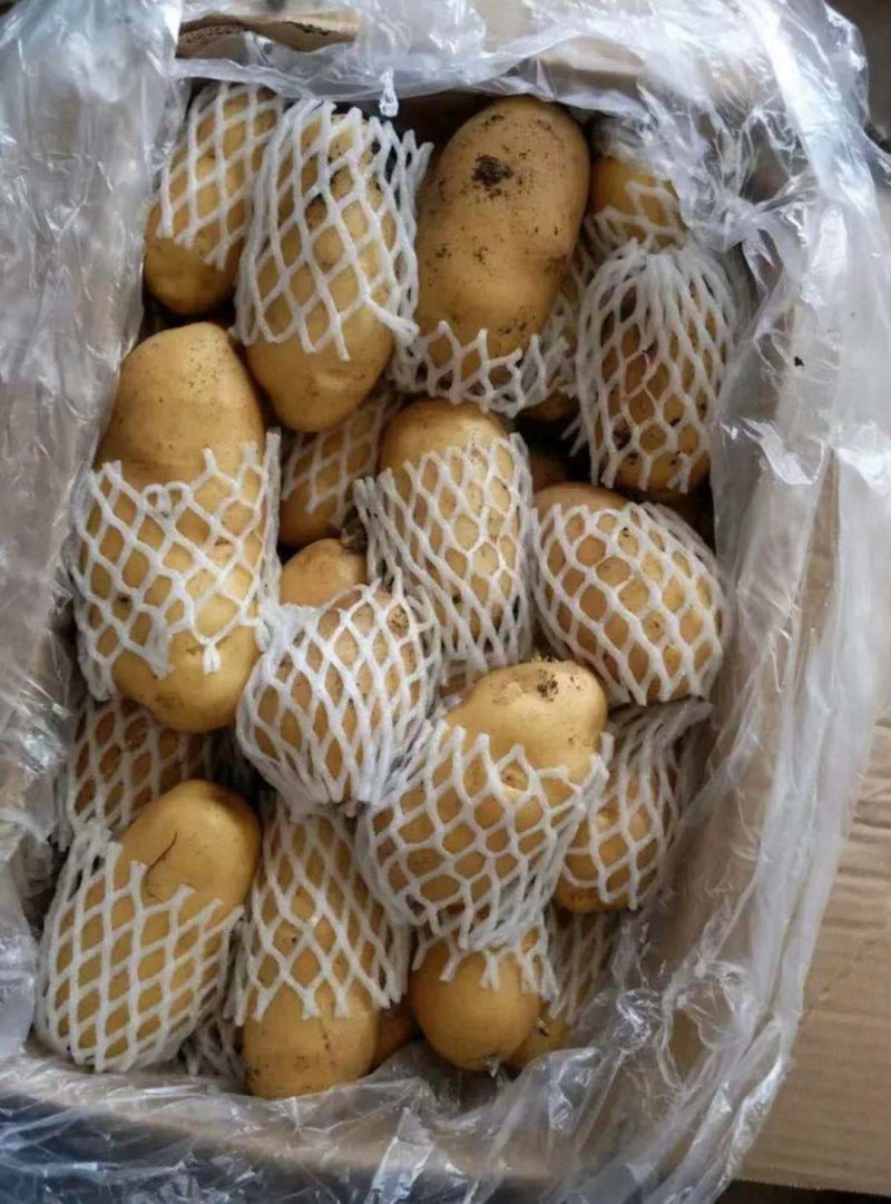 精品荷兰土豆，黄皮黄心，产地直发大量供应支持线上交易
