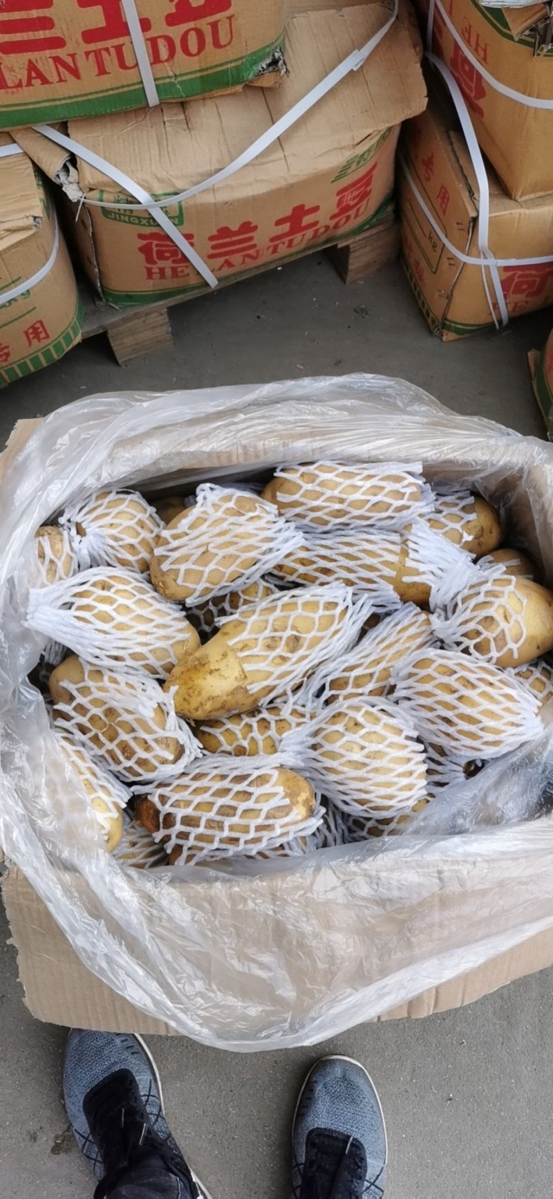 精品荷兰土豆，黄皮黄心，产地直发大量供应支持线上交易