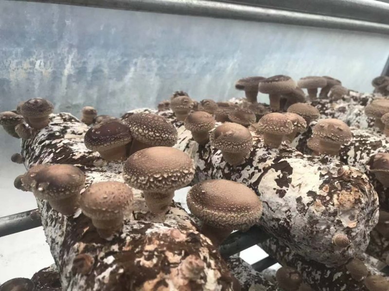 优质高产香菇菌种，全程高产技术支持