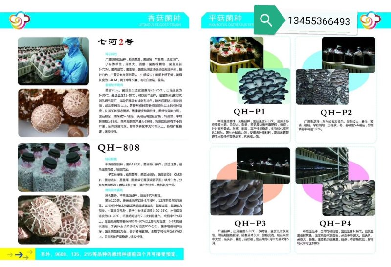 优质高产香菇菌种，全程高产技术支持