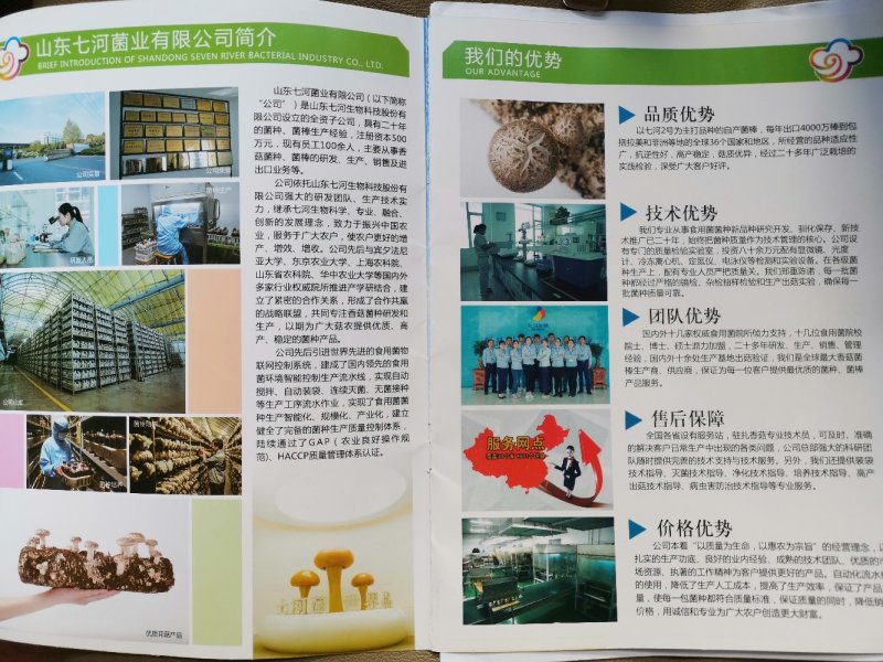 优质高产香菇菌种，全程高产技术支持