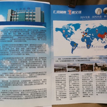 国际出菇认证，高产优质香菇出菇菌棒