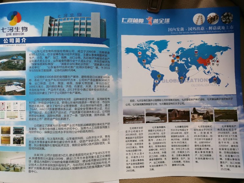 国际出菇认证，高产优质香菇出菇菌棒