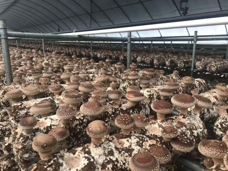 国际出菇认证，高产优质香菇出菇菌棒