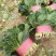 蔬菜，叶菜类，大叶菠菜。质量好，是各位老板的选择。