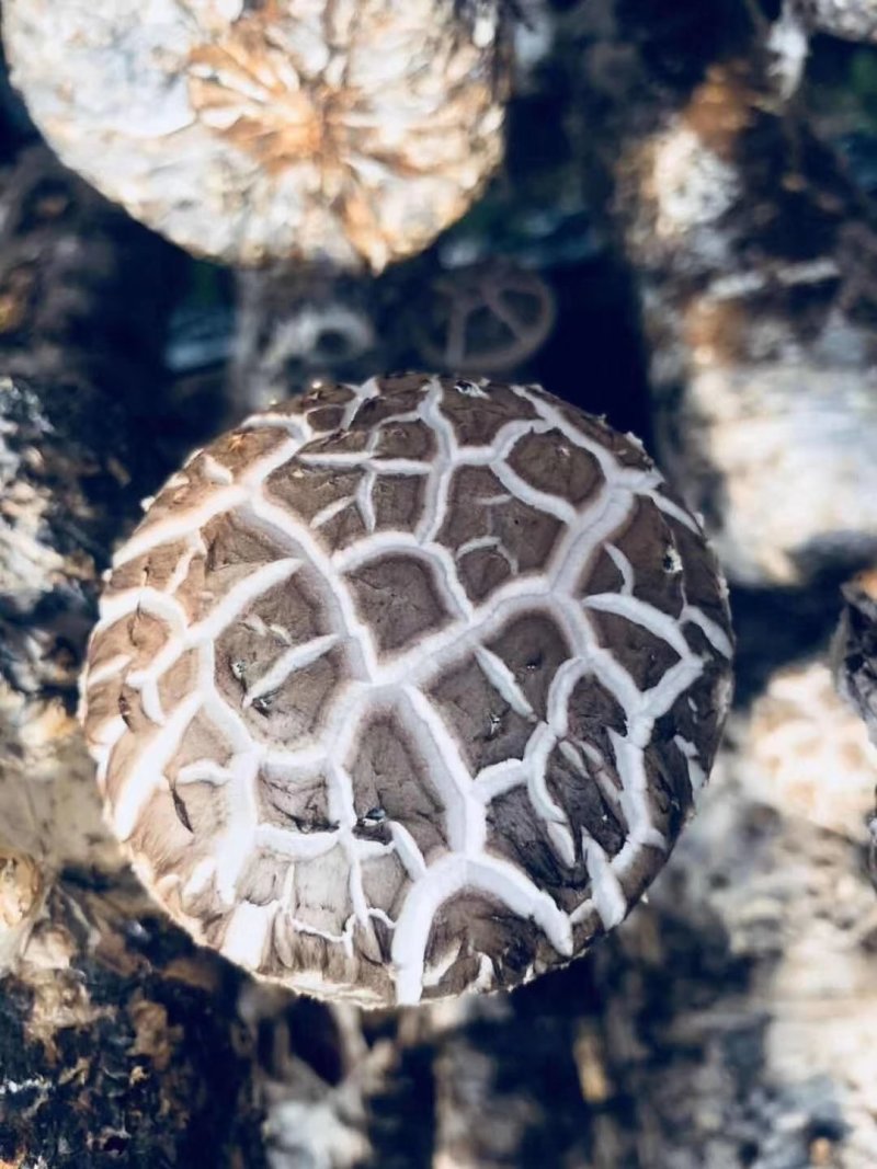 七河香菇菌种，稳定高产，技术支持
