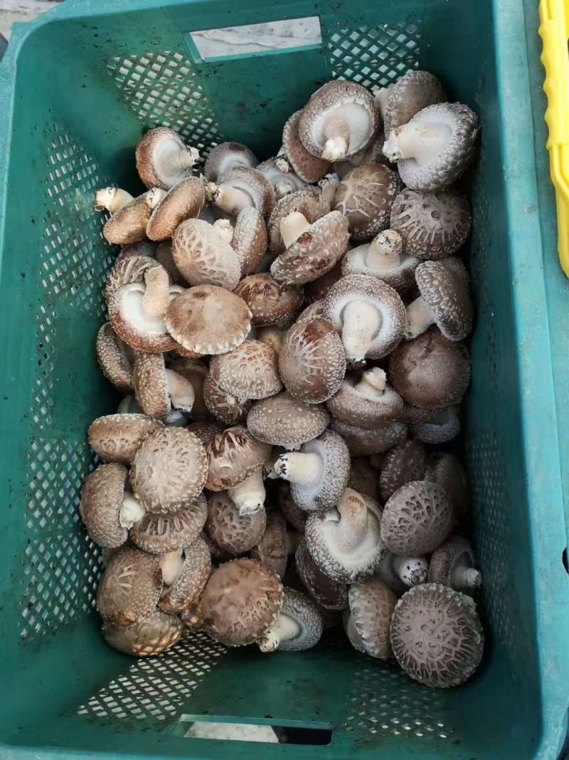 七河香菇菌种，稳定高产，技术支持
