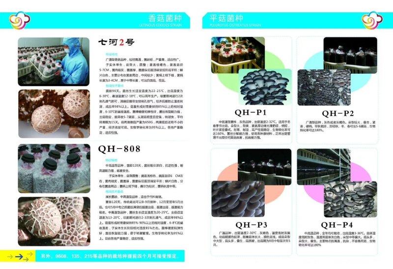 七河香菇菌种，稳定高产，技术支持