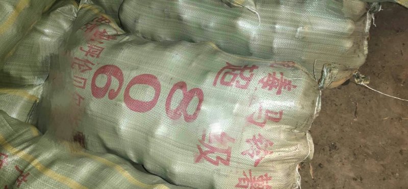 【来电议价土豆】荷兰806土豆内蒙古供货一手货源协助找车电