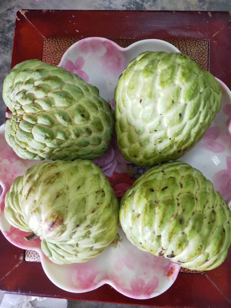 番荔枝苗30~50cm