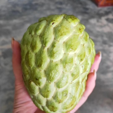 番荔枝苗30~50cm