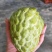 番荔枝苗30~50cm