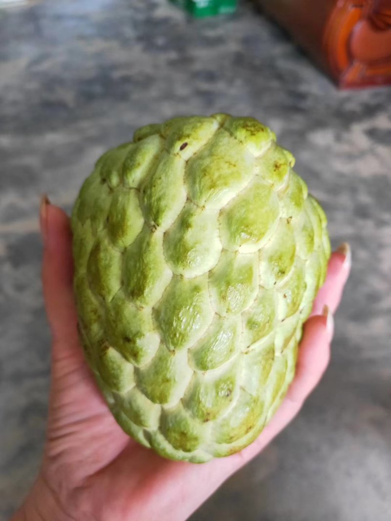 番荔枝苗30~50cm