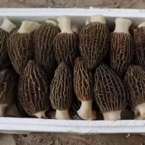 羊肚菌鲜货