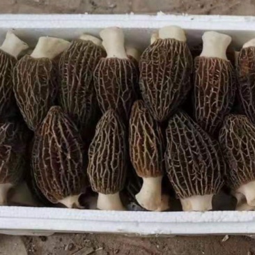 羊肚菌鲜货