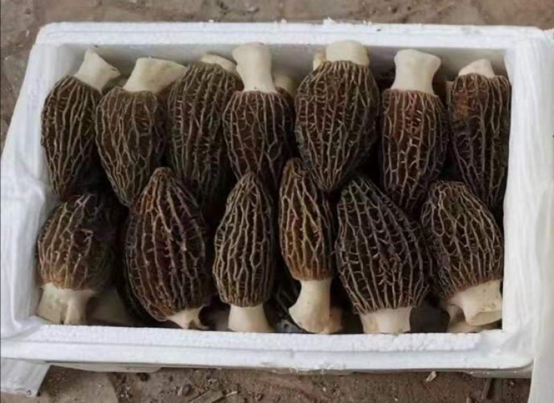 羊肚菌鲜货