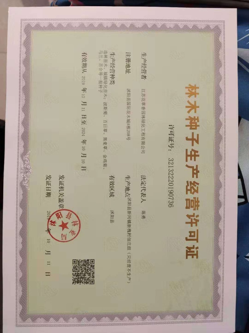 蒲公英种子四季可播发芽率高新货阳台路边花海种子