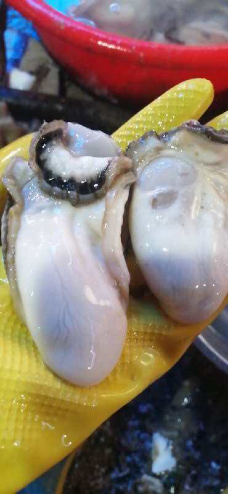 阳西生蚝