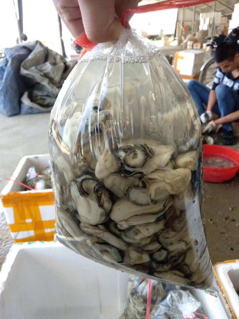 阳西生蚝