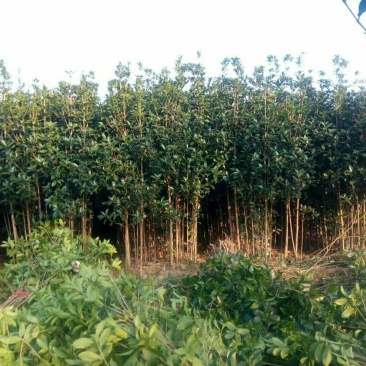 桂花小苗