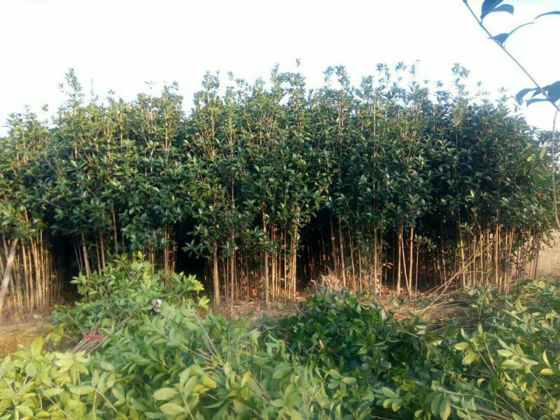 桂花小苗