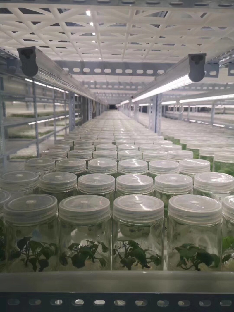 红薯苗千亩规模，商薯19、西瓜红、龙薯9等，量大品优价廉